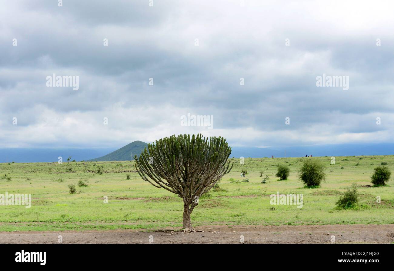 A Candelabra tree in northern Tanzania. Stock Photo