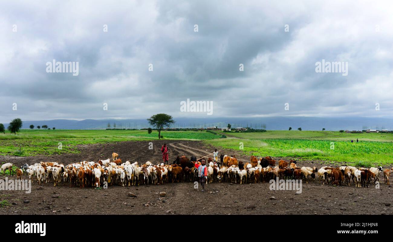 A Massai man herding his goats in the Arusha region of northern Tanzania. Stock Photo