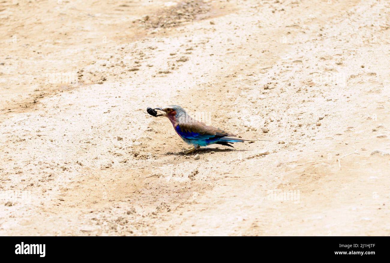 Lilac-breasted Rollerbird with a dung beetle in its mouth at Tarangire National Park in Tanzania. Stock Photo