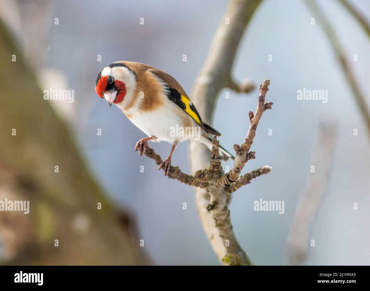 European goldfinch, Steglits (Carduelis carduelis) Stock Photo
