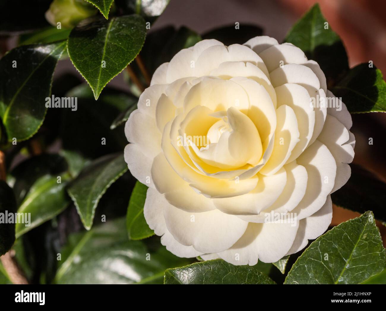 Japanese Camillia, Kamelia (Camellia japonica) Stock Photo