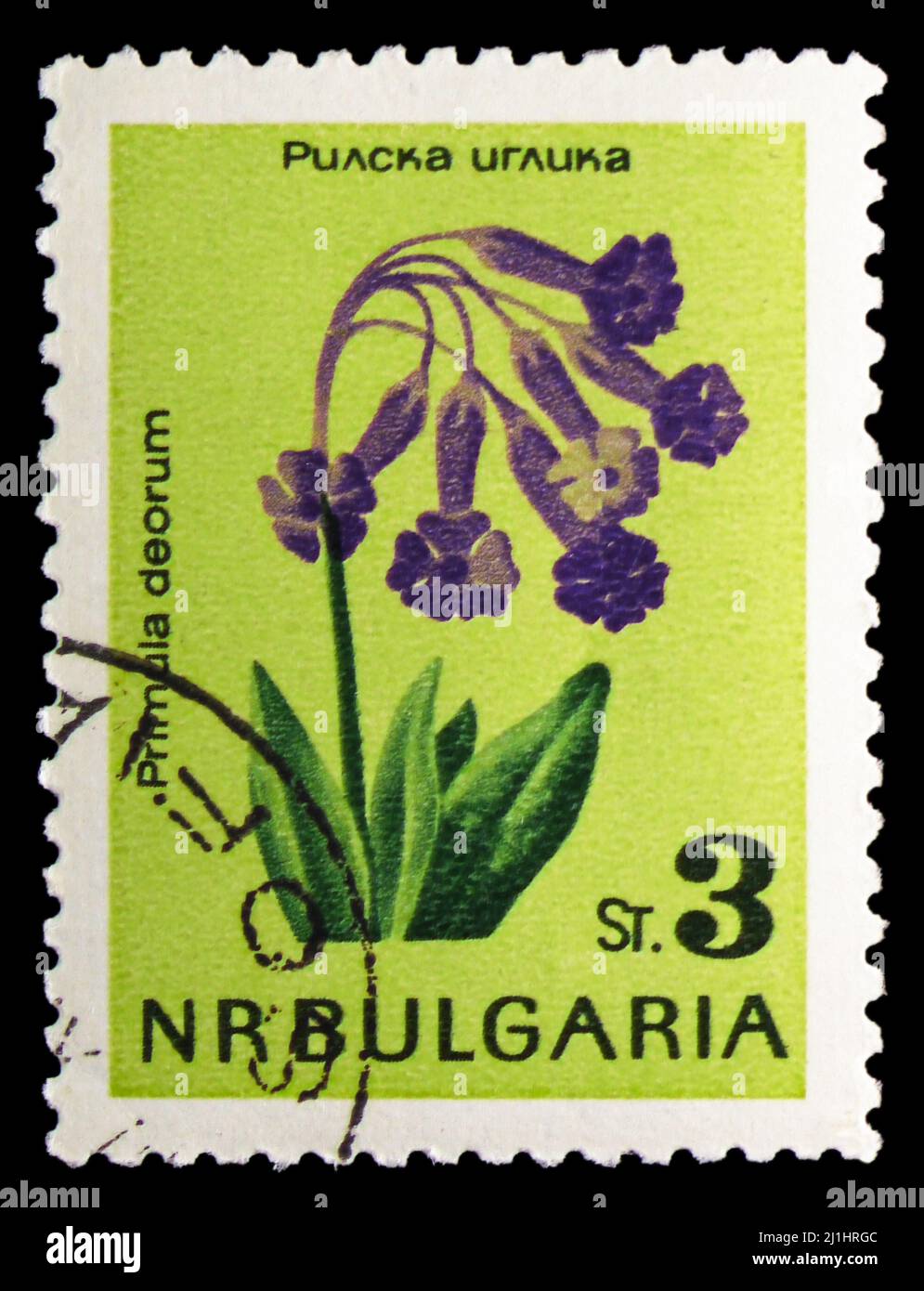 MOSCOW, RUSSIA - MARCH 10, 2022: Postage stamp printed in Bulgaria shows Primula deorum, Nature Conservation: Flowers serie, circa 1963 Stock Photo