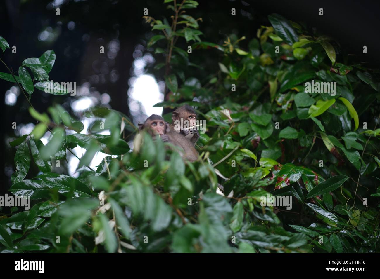 Two younger curious monkeys are hiding in a lush foliage after rain Stock Photo