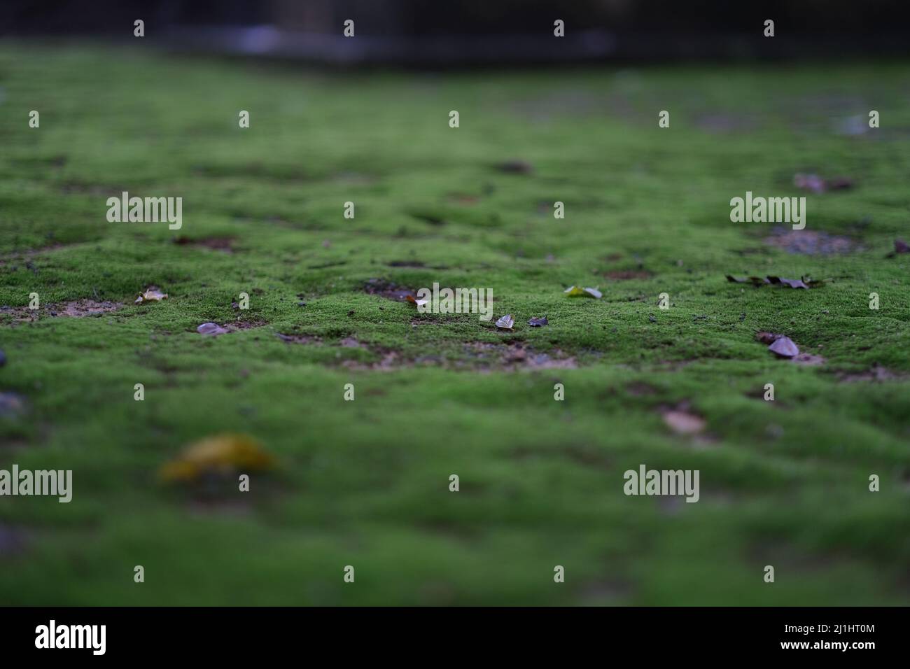 Cover of moss hi-res stock photography and images - Alamy