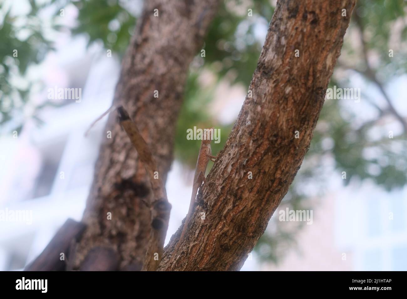 A cute little lizard disguises itself as a tree bark - and pretty proud of it Stock Photo