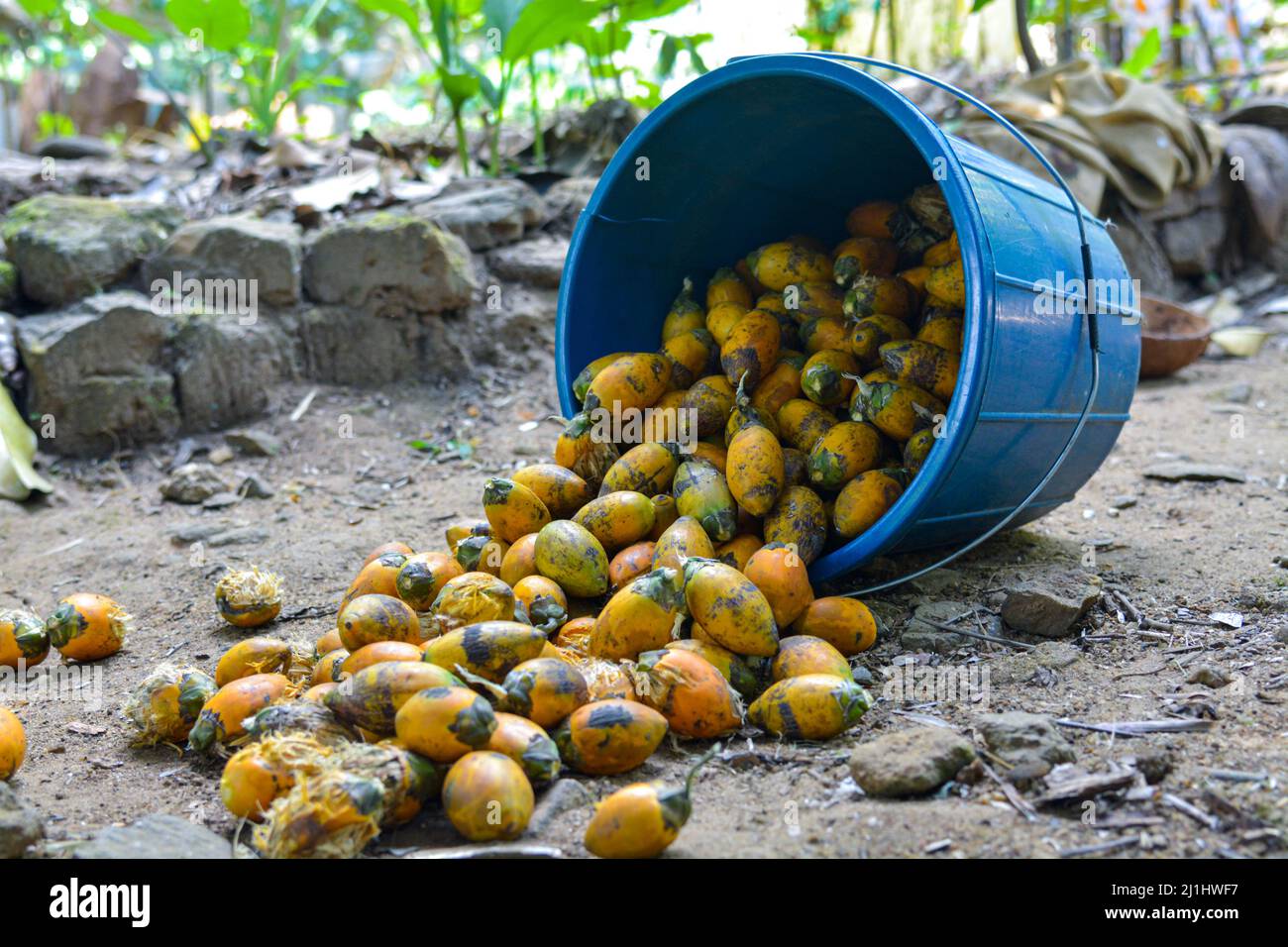 Lots of yellow arecanuts overturned in a blue bucket Stock Photo