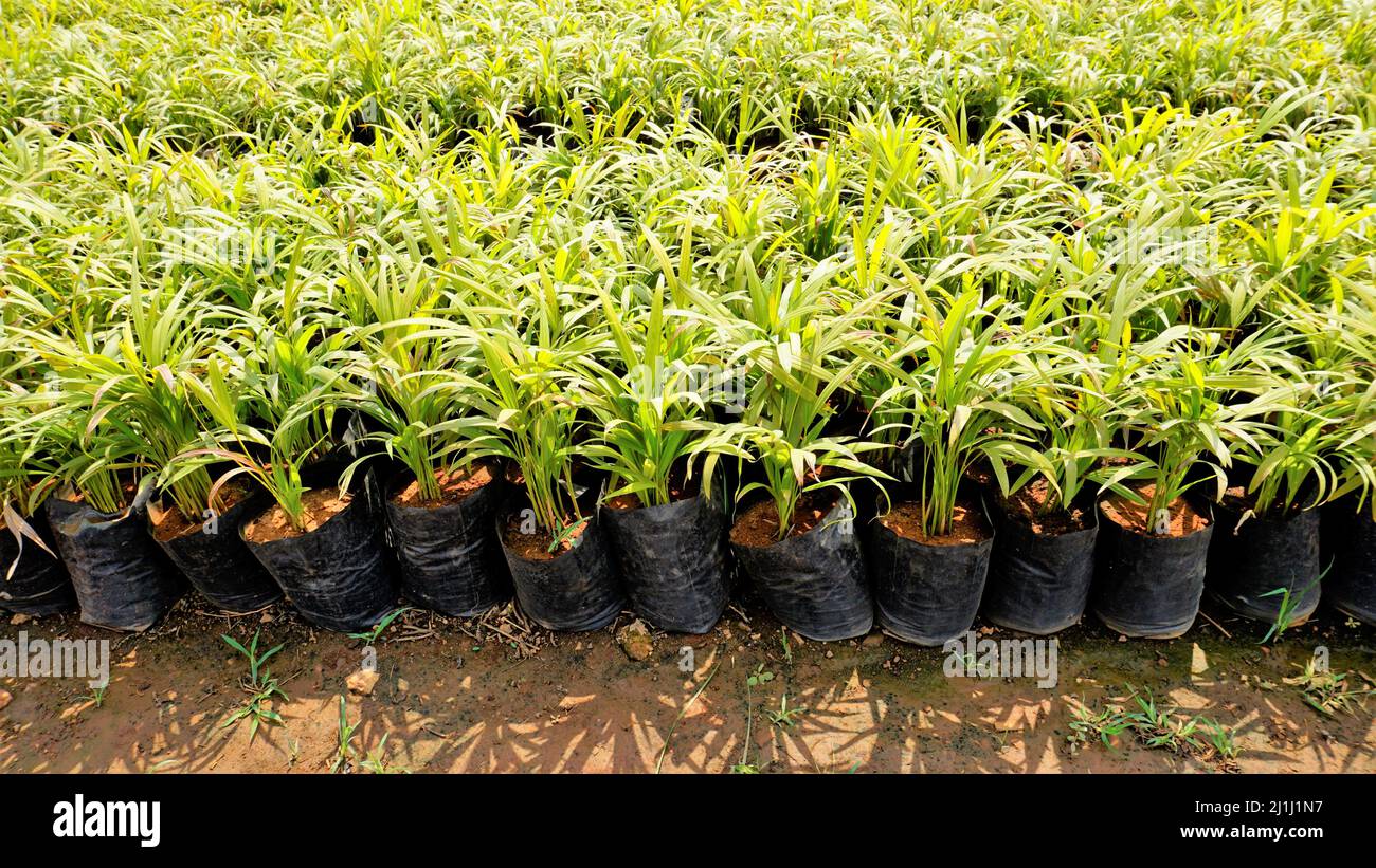 Betel or areca nut plant saplings kept in plastic cover cultivation in a nursery garden in India near Hour, Tamilnadu, India. Stock Photo