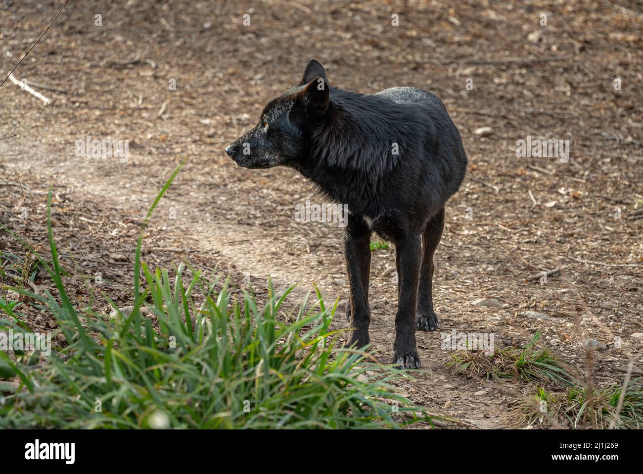 Black hybrid of Apennine wolf in the wildlife area of the Regional Reserve of Lake Penne. Oasis WWF, Penne, Pescara province, Abruzzo, Italy, Europe Stock Photo