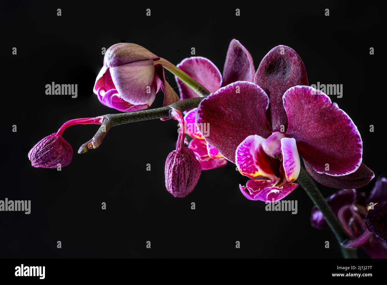 Flowers of moth orchid, phalaenopsis orchid (Phalaenopsis pink), backlit against black background. Abruzzo, Italy, Europe Stock Photo