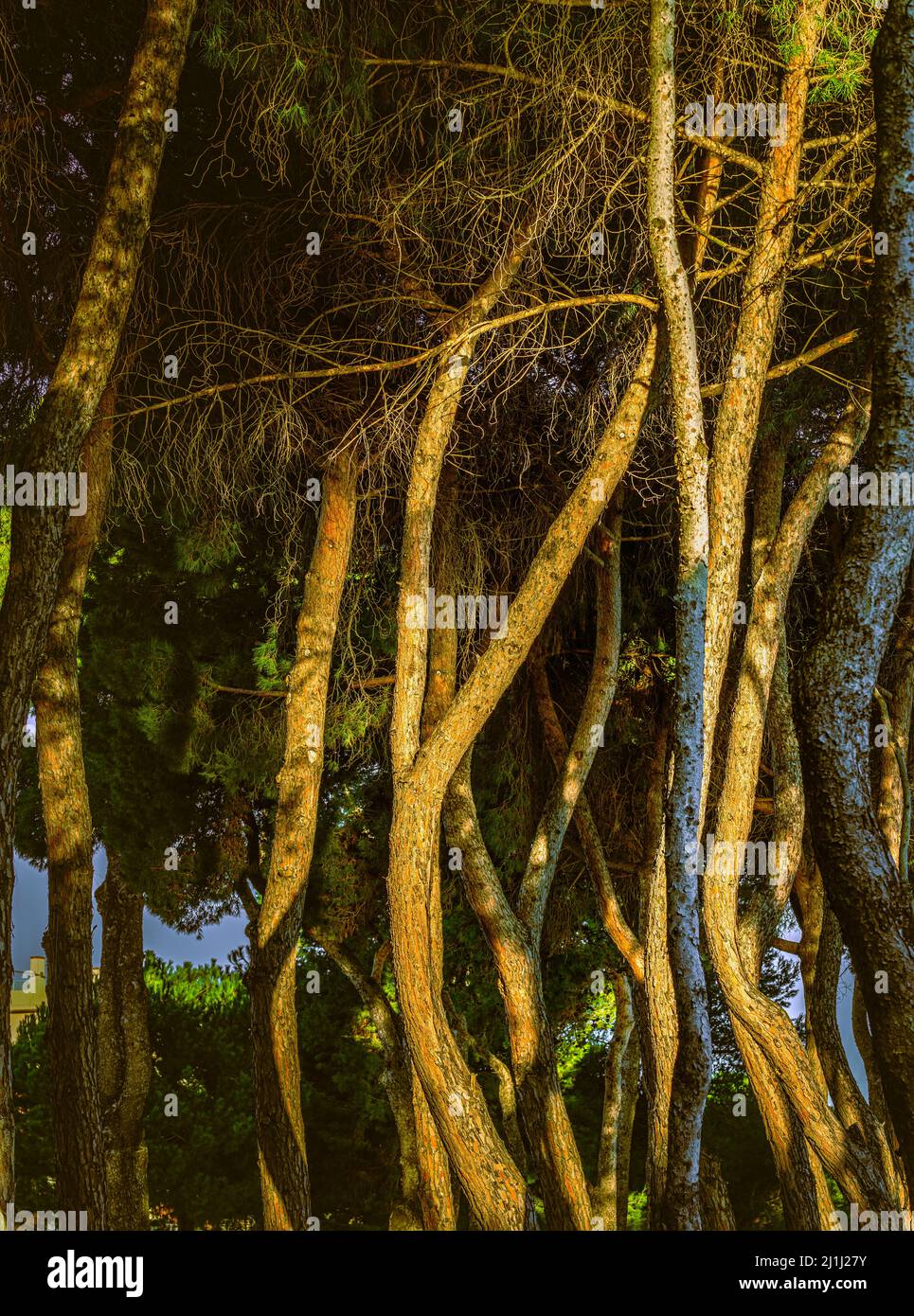 Twisted pines and straight trunks, in the Pineta Filiani, illuminated by the first light of dawn on the Adriatic Sea. Pineto, Abruzzo Stock Photo