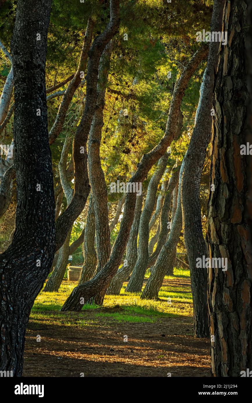 Twisted pines and straight trunks, in the Pineta Filiani, illuminated by the first light of dawn on the Adriatic Sea. Pineto, Abruzzo Stock Photo