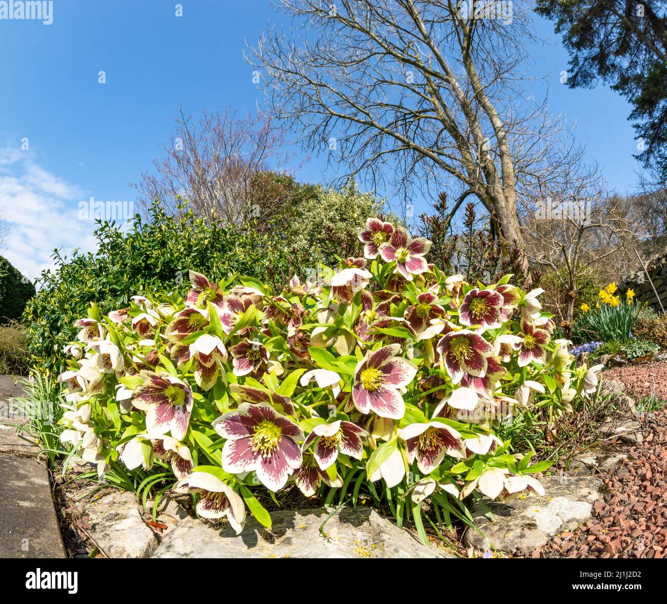 Garden Hellebore wide angle view Stock Photo