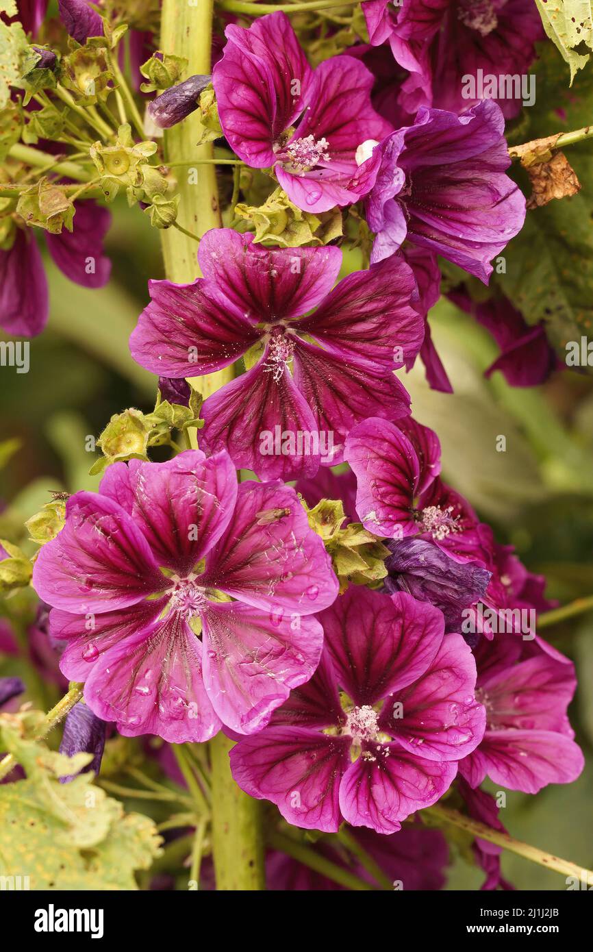 Vertivcal closeup on the colorful satin purple flowers of Tree mallow, Malva arborea in the garden Stock Photo