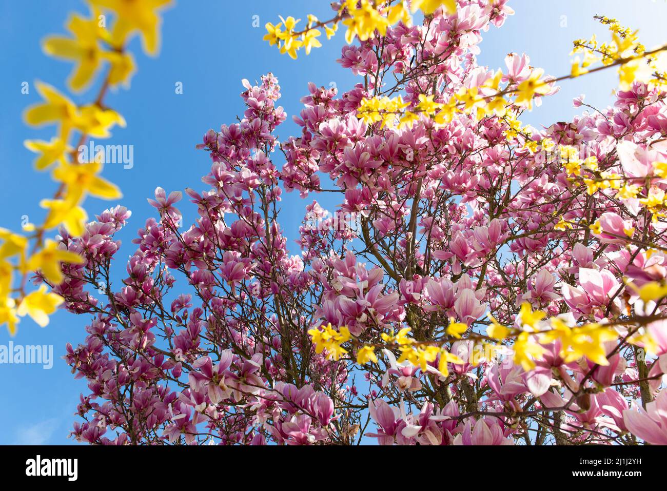 Spectacular pink magnolia flowers in bloom on a blue sky with yellow forsythia branch on foreground Stock Photo