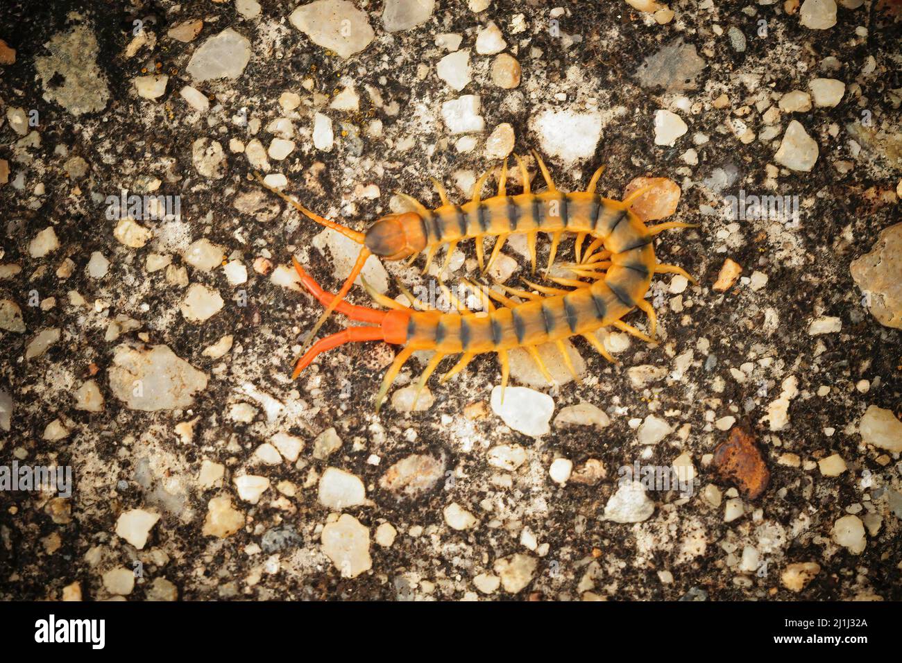 Closeup of the colorful orange Megarian or Mediterranean banded centipede , Scolopendra cingulata on the ground Stock Photo