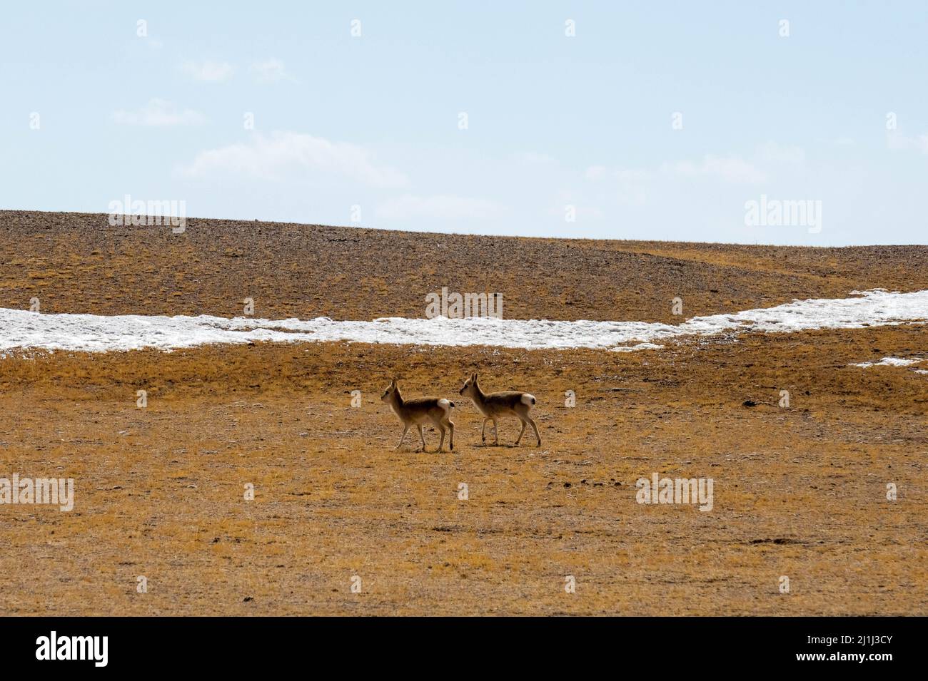 Nagqu, China. 25th Mar, 2022. Tibetan antelopes are seen in Nagqu of southwest China's Tibet Autonomous Region, March 25, 2022. Tibet Autonomous Region in southwest China has become an ideal habitat for wild animals over the years amid the region's thriving biodiversity protection endeavors.Tibet has seen a steady increase in endangered wildlife population, thanks to its continuous efforts over the past decades. Credit: Wang Zehao/Xinhua/Alamy Live News Stock Photo