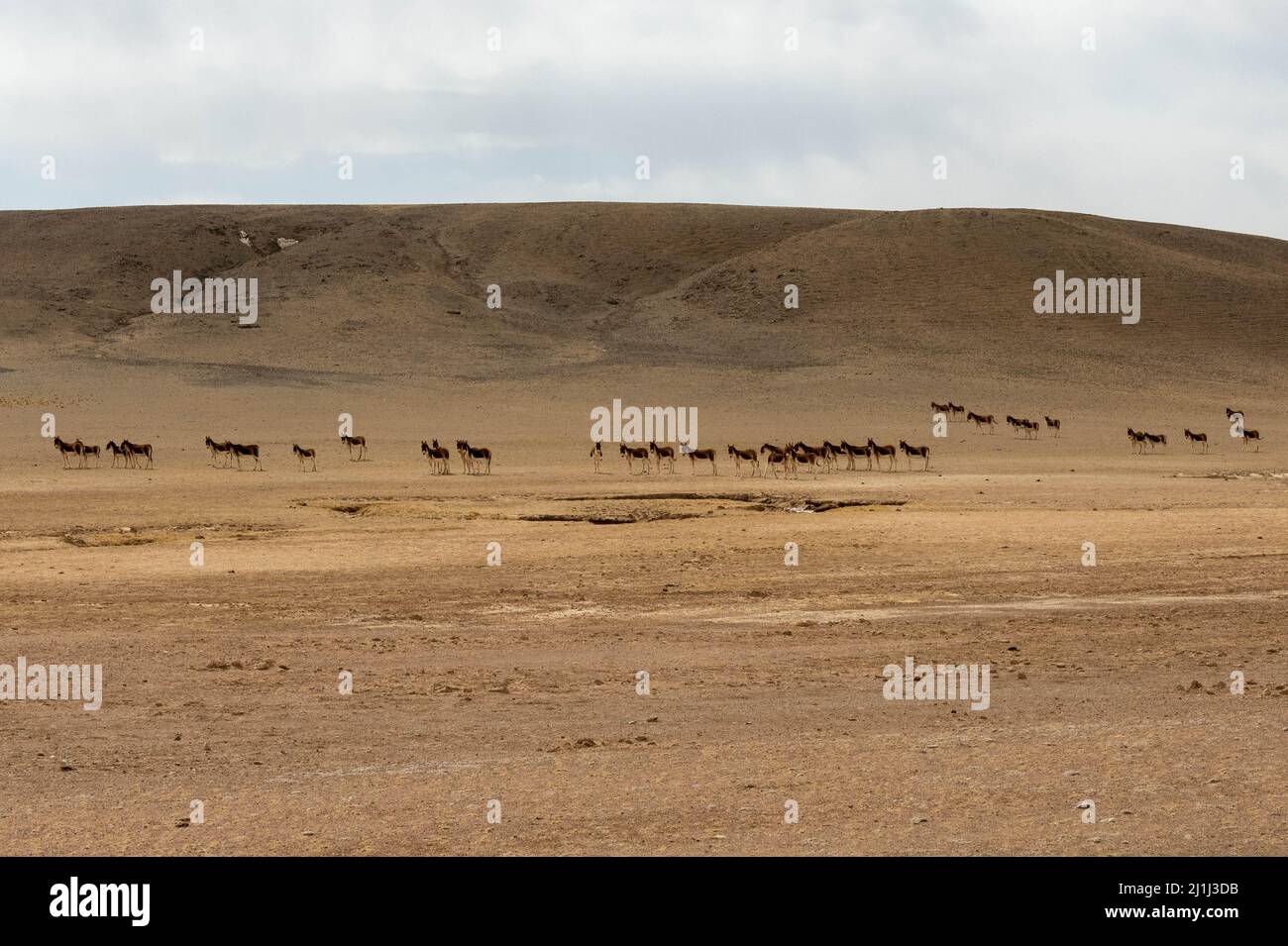 Nagqu, China. 25th Mar, 2022. Tibetan wild donkeys are seen in Nagqu of southwest China's Tibet Autonomous Region, March 25, 2022. Tibet Autonomous Region in southwest China has become an ideal habitat for wild animals over the years amid the region's thriving biodiversity protection endeavors.Tibet has seen a steady increase in endangered wildlife population, thanks to its continuous efforts over the past decades. Credit: Wang Zehao/Xinhua/Alamy Live News Stock Photo