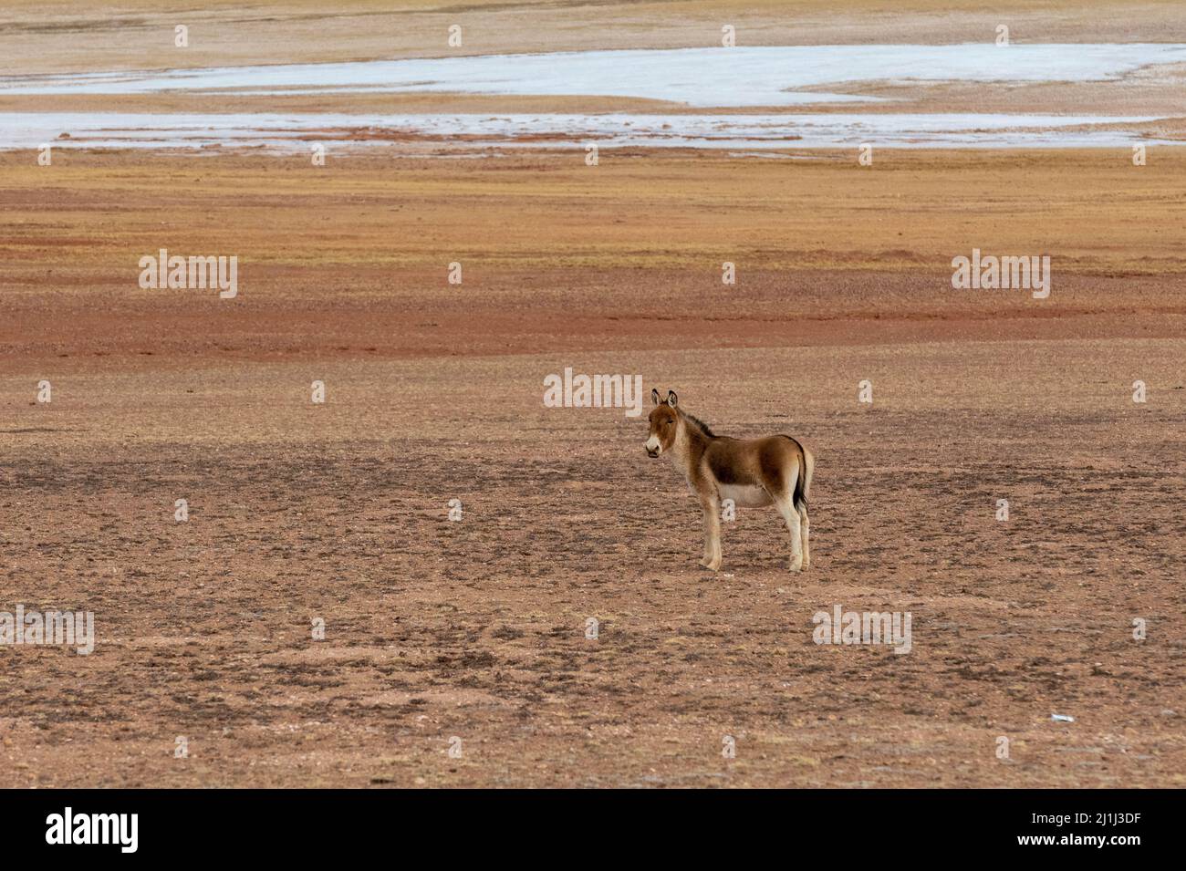 Nagqu, China. 25th Mar, 2022. A Tibetan wild donkey is seen in Nagqu of southwest China's Tibet Autonomous Region, March 25, 2022. Tibet Autonomous Region in southwest China has become an ideal habitat for wild animals over the years amid the region's thriving biodiversity protection endeavors.Tibet has seen a steady increase in endangered wildlife population, thanks to its continuous efforts over the past decades. Credit: Zhou Dixiao/Xinhua/Alamy Live News Stock Photo