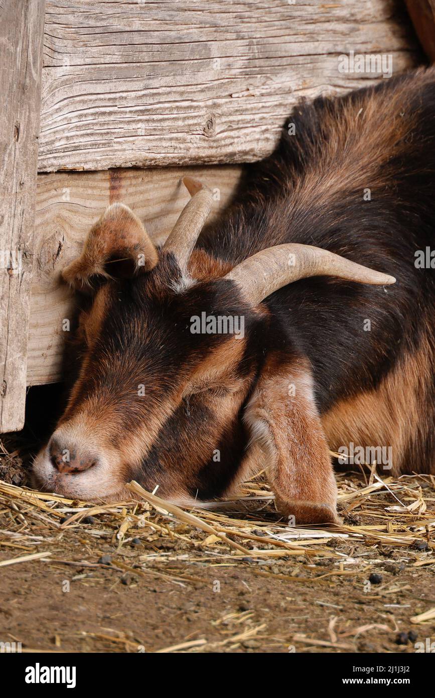 A portrait of a goat sleeping on the ground Stock Photo Alamy