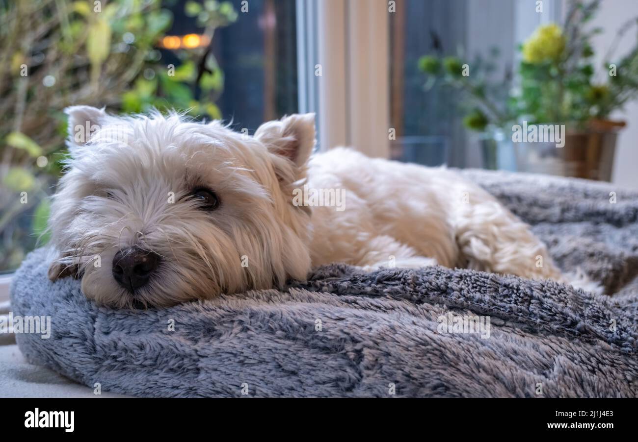 A cute white west highland terrier dog lying in her bed beside a window Stock Photo