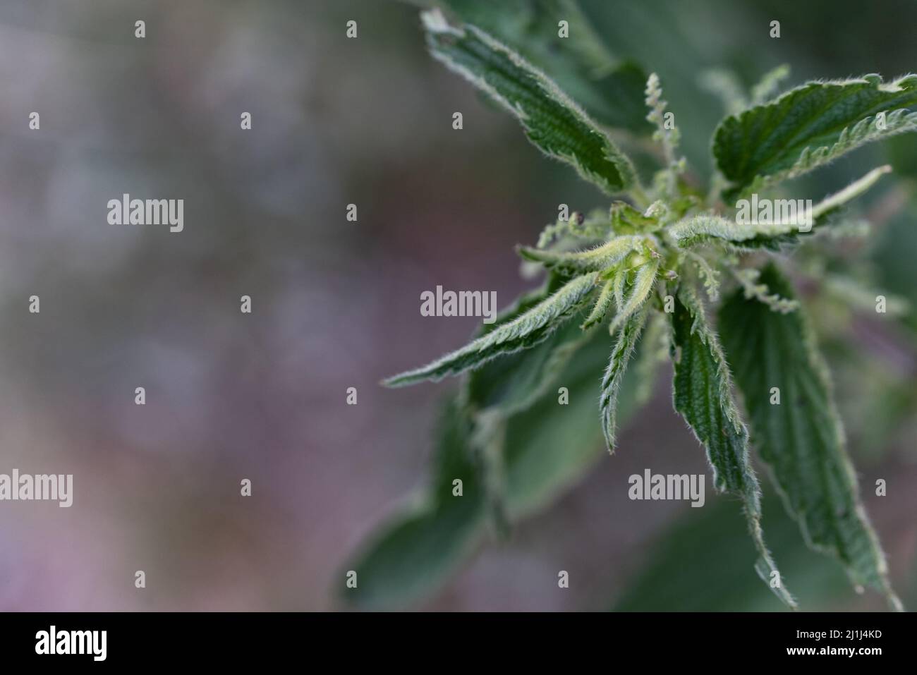 Nettle leaves closeup. Green stinging leaves with spikes on a macro