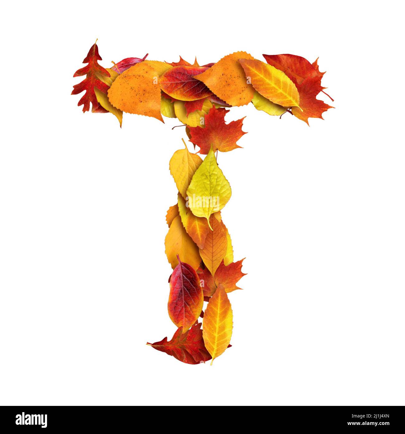 3d alphabet made of leaves, autumn, 3d render on white background, uppercase letter T Stock Photo