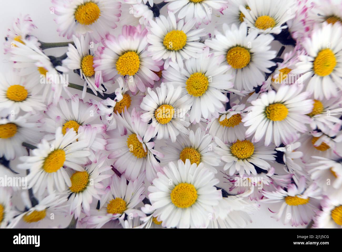 The field daisy | daisy | bellis perennis Stock Photo