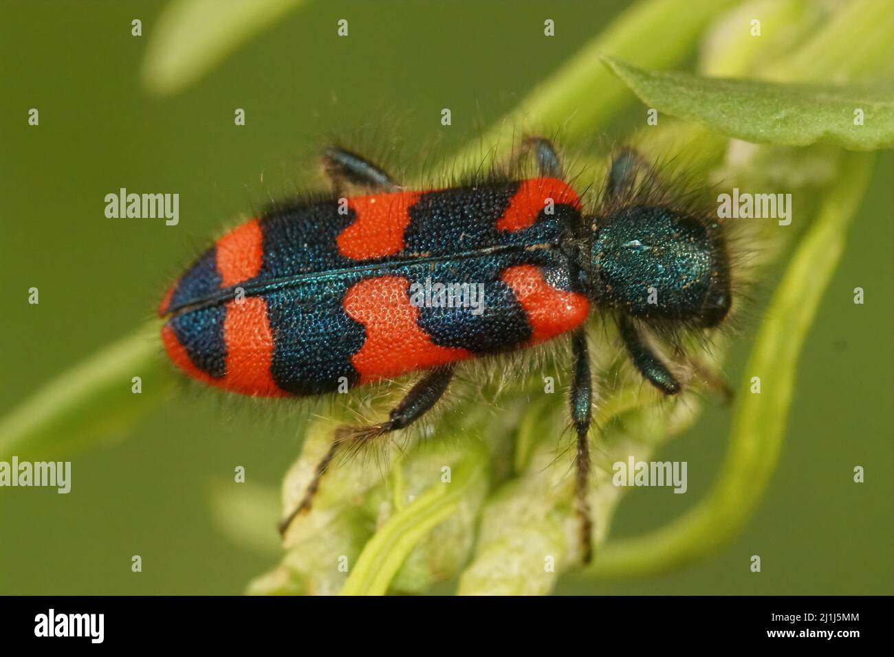 Closeup of the colorful red beewolf beetle, Trichodes apiarius from the Gard, France, sitting in green vegetation Stock Photo