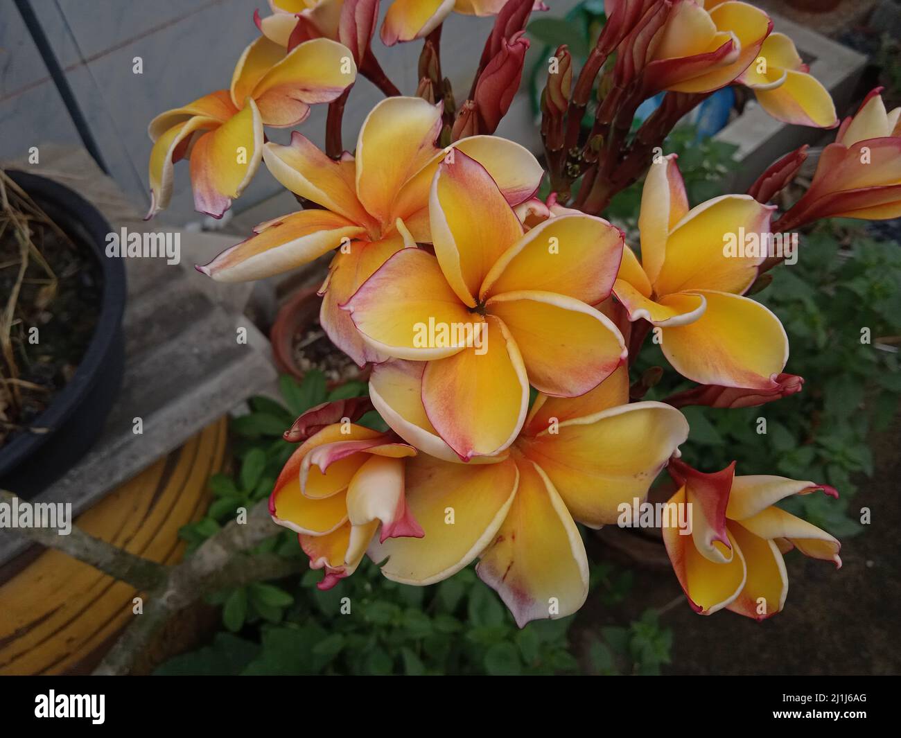 Look at the frangipani flowers in the backyard Stock Photo