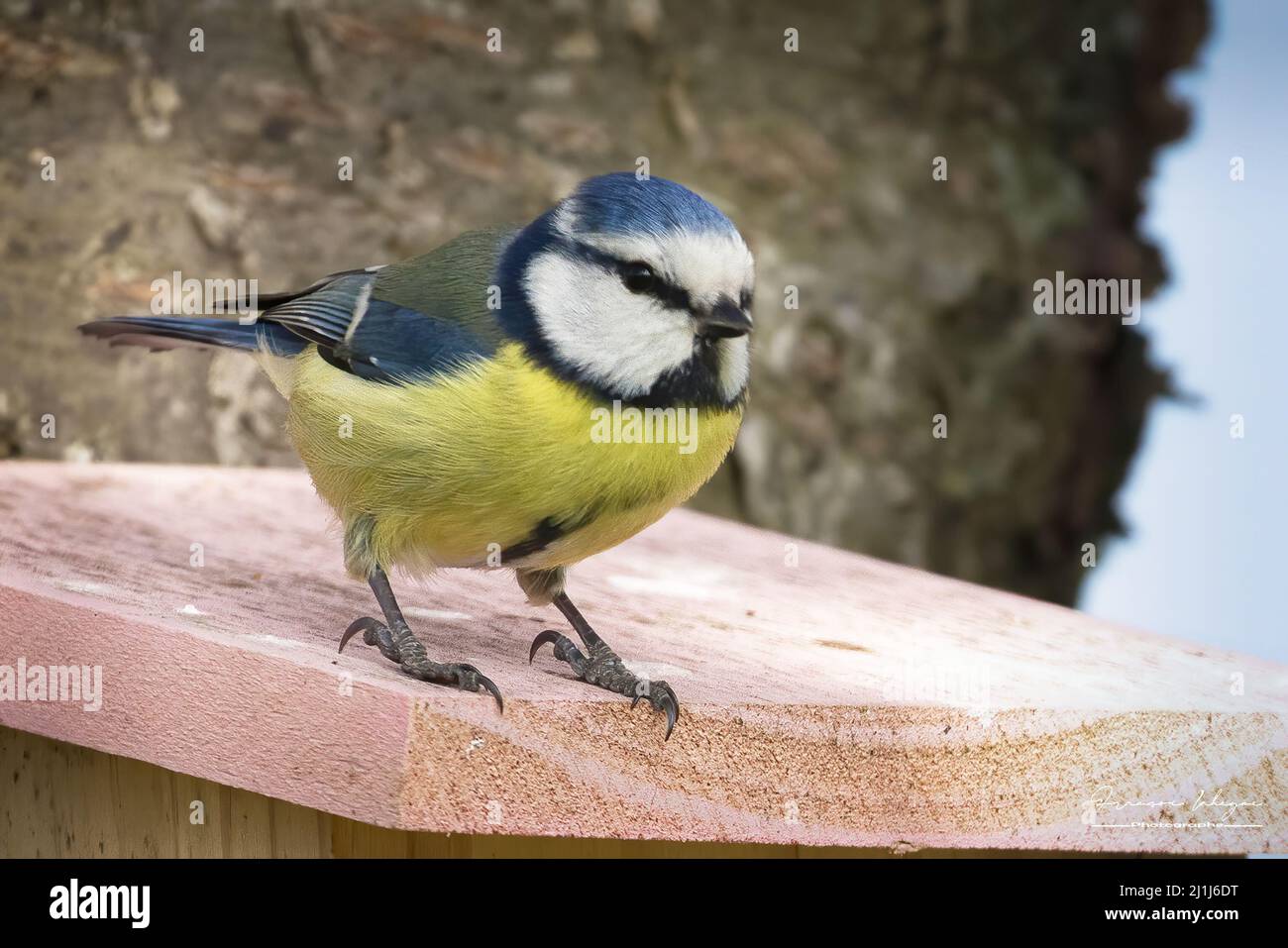 Nichoir En Bois Massif Pour Mésanges Bleues Et Petits Oiseaux - Trou D'entrée 32 Mm - Facile à Nettoyer Et à Suspendre