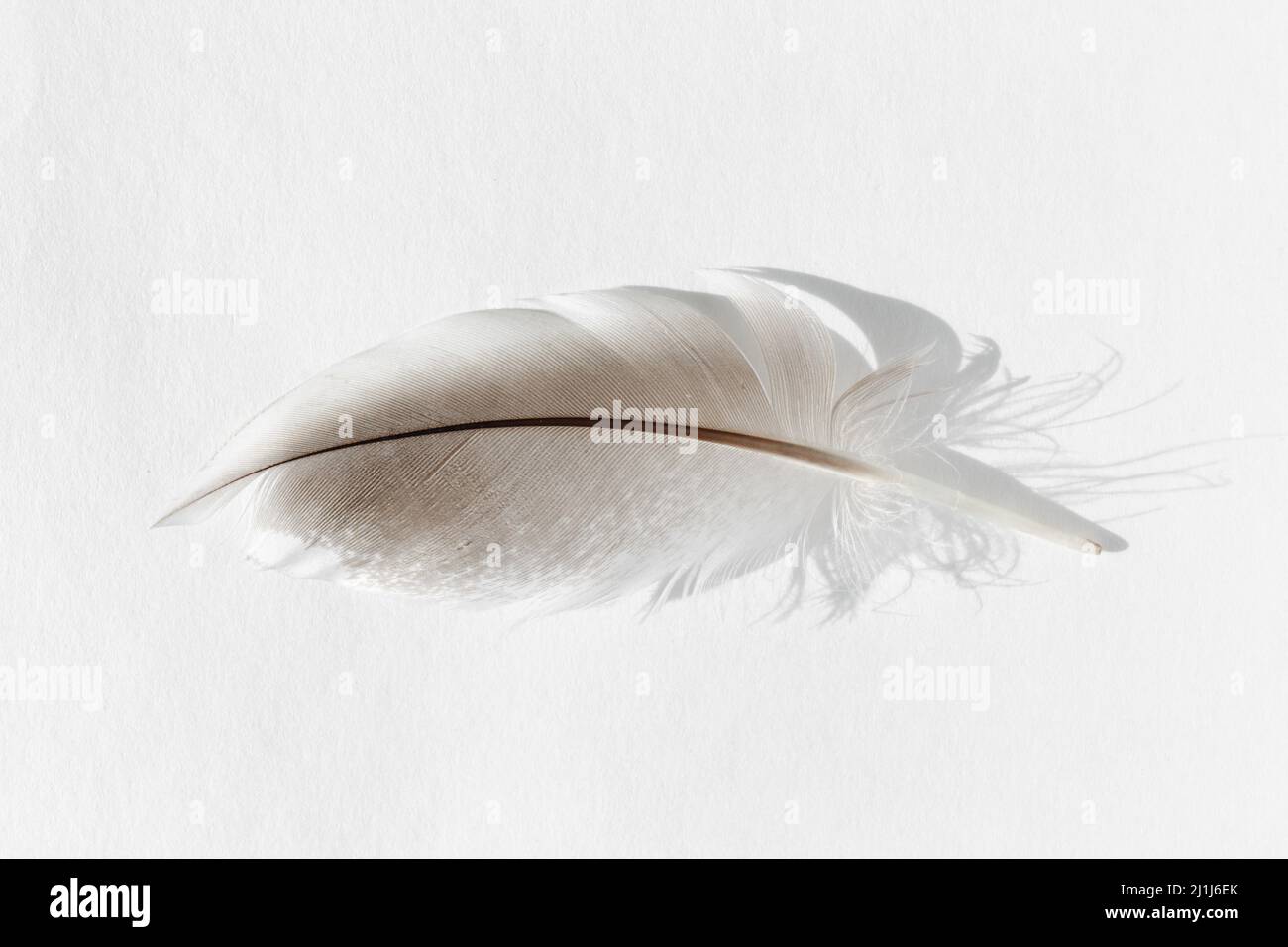 Duck Feather. One feather of Mallard duck isolated. Bird feather on white background Stock Photo