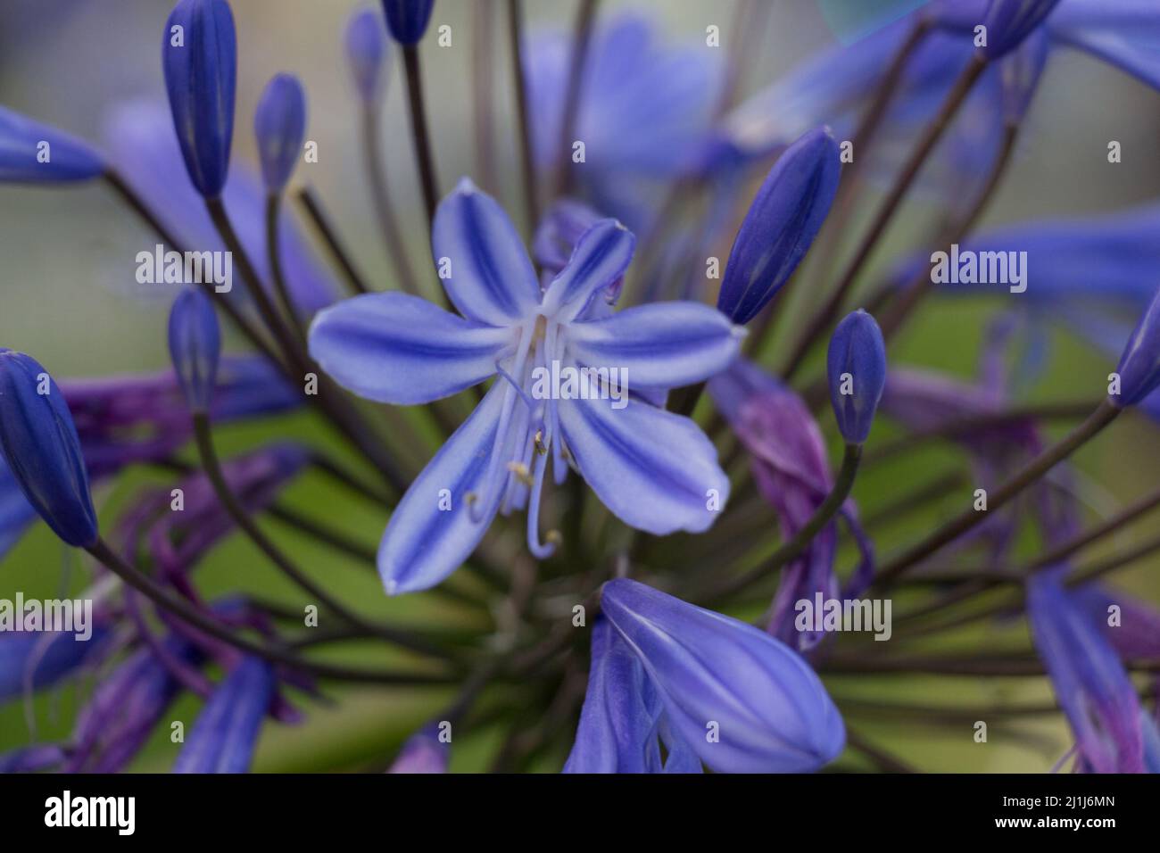 Close up view of Agapanthus, intense blue colored flower in bloom Stock