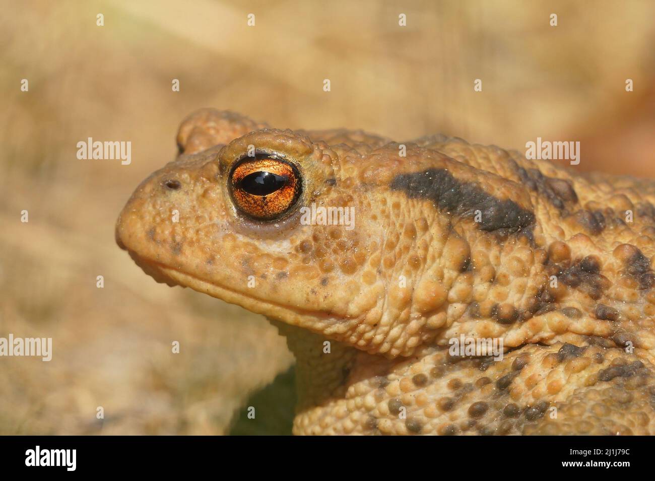 Closeup on the head a female European common toad , Bufo bufo, in the garden Stock Photo