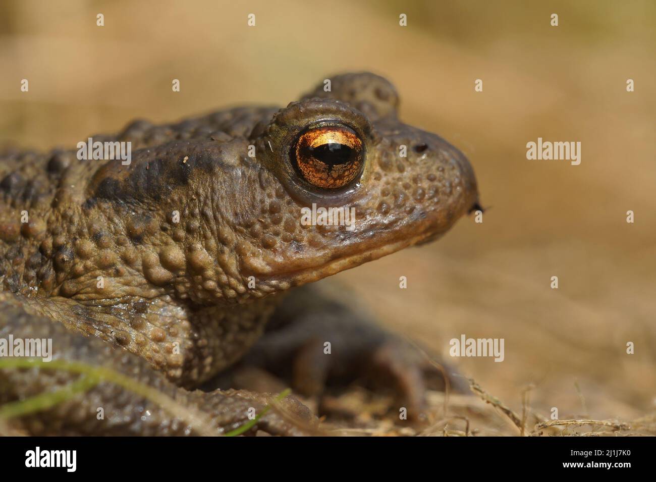 Closeup on a female European common toad , Bufo bufo, sitting on the ground in the garden Stock Photo