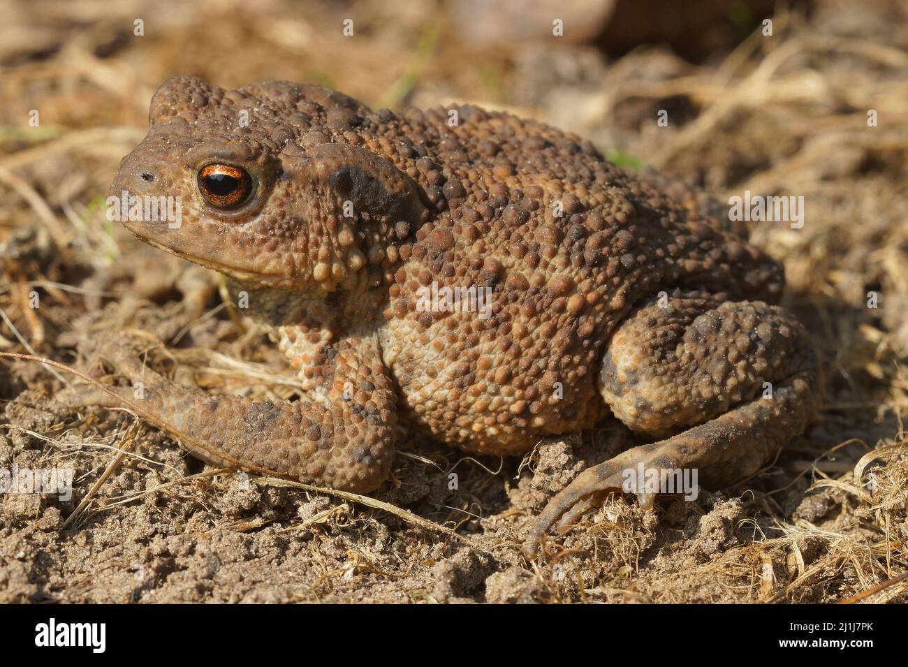 Closeup on a female European common toad , Bufo bufo, sitting on the ground in the garden Stock Photo