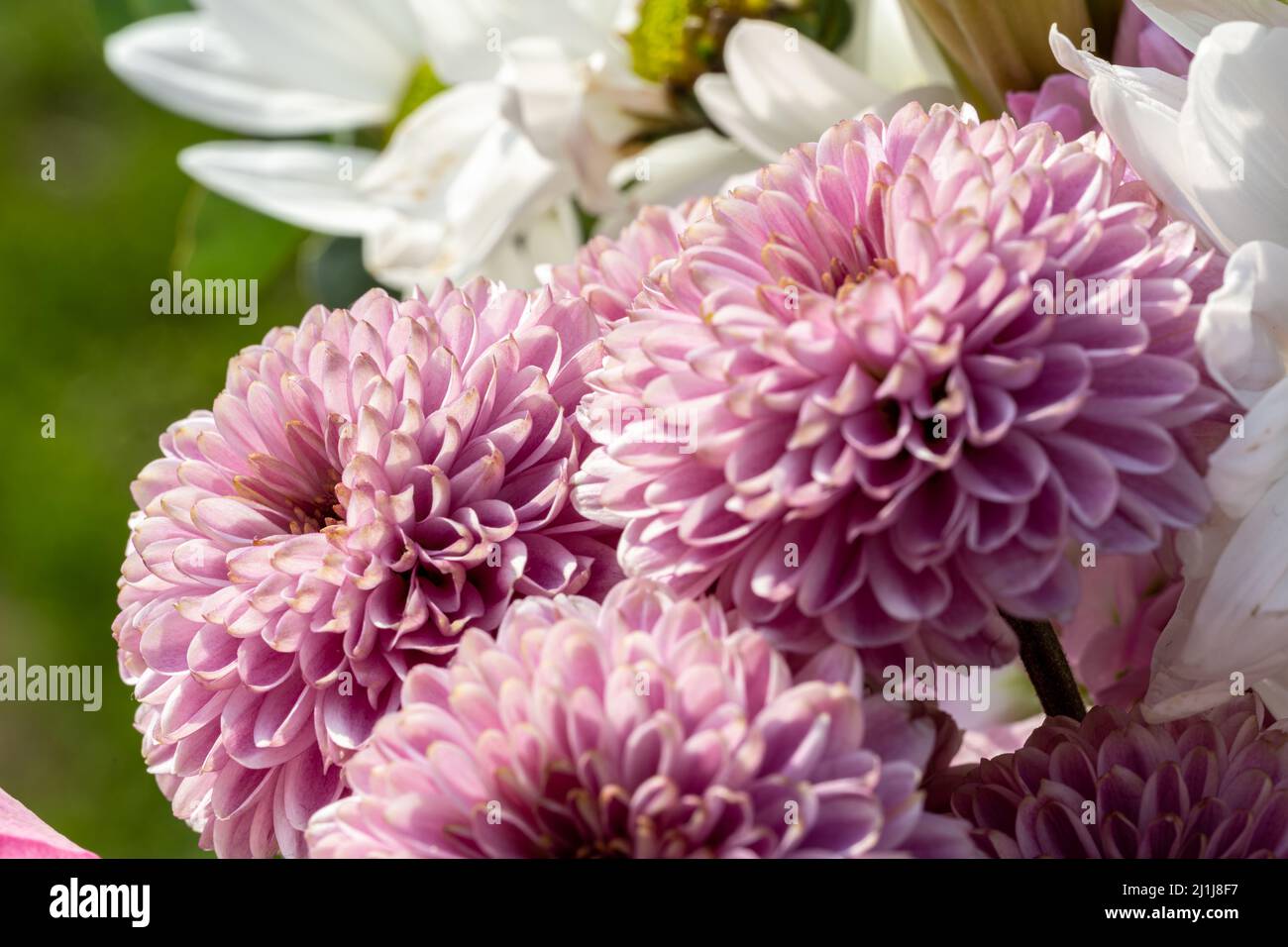 Pink Chrysanthemum flowers in bloom with a shallow depth of field. Stock Photo