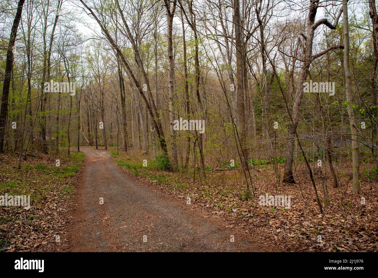 Path through an early spring woodland scene with budding trees Stock Photo