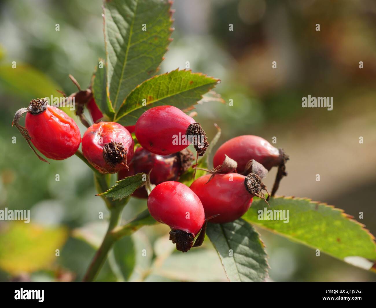 Wild rose bush bright red hi-res stock photography and images - Alamy
