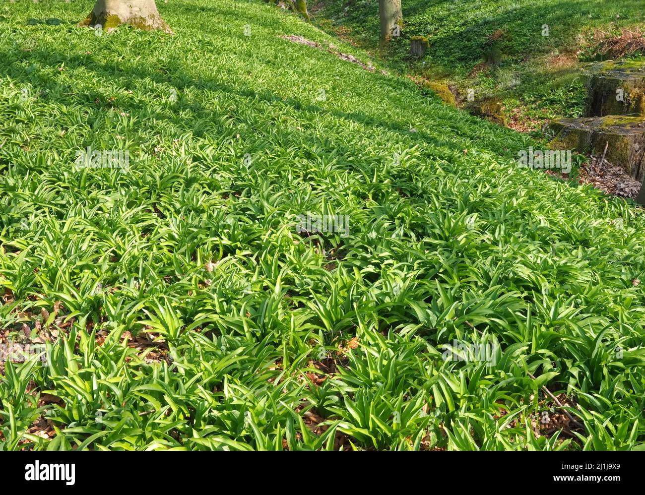 Allium ursinum or wild garlic, edible plants in a forest Stock Photo