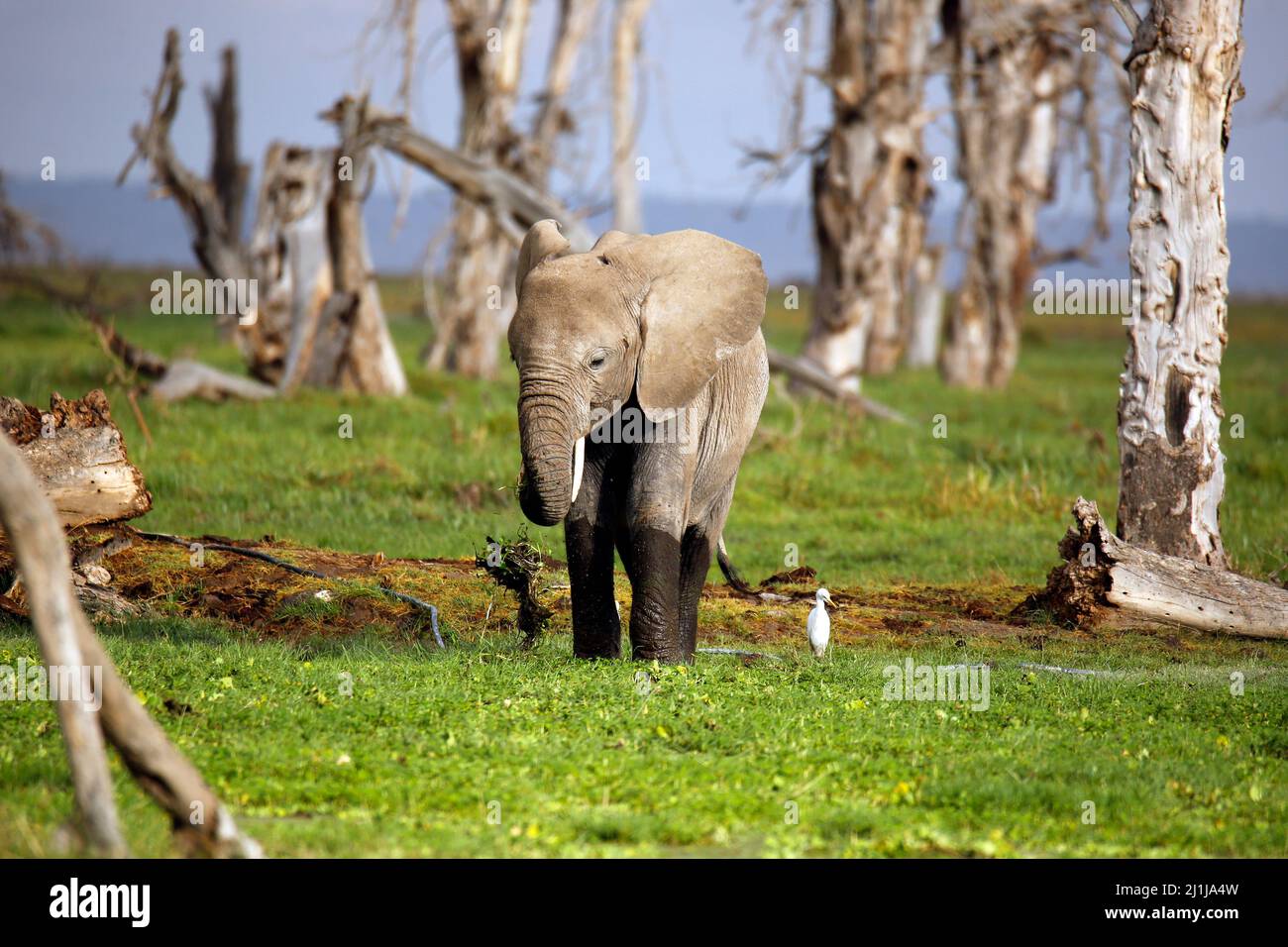 African Elephant Baby (Loxodonta africana). Amboseli, Kenya Stock Photo