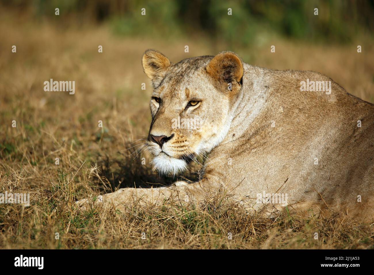 Close-up of a Lioness Resting in Grass. Amboseli, Kenya Stock Photo