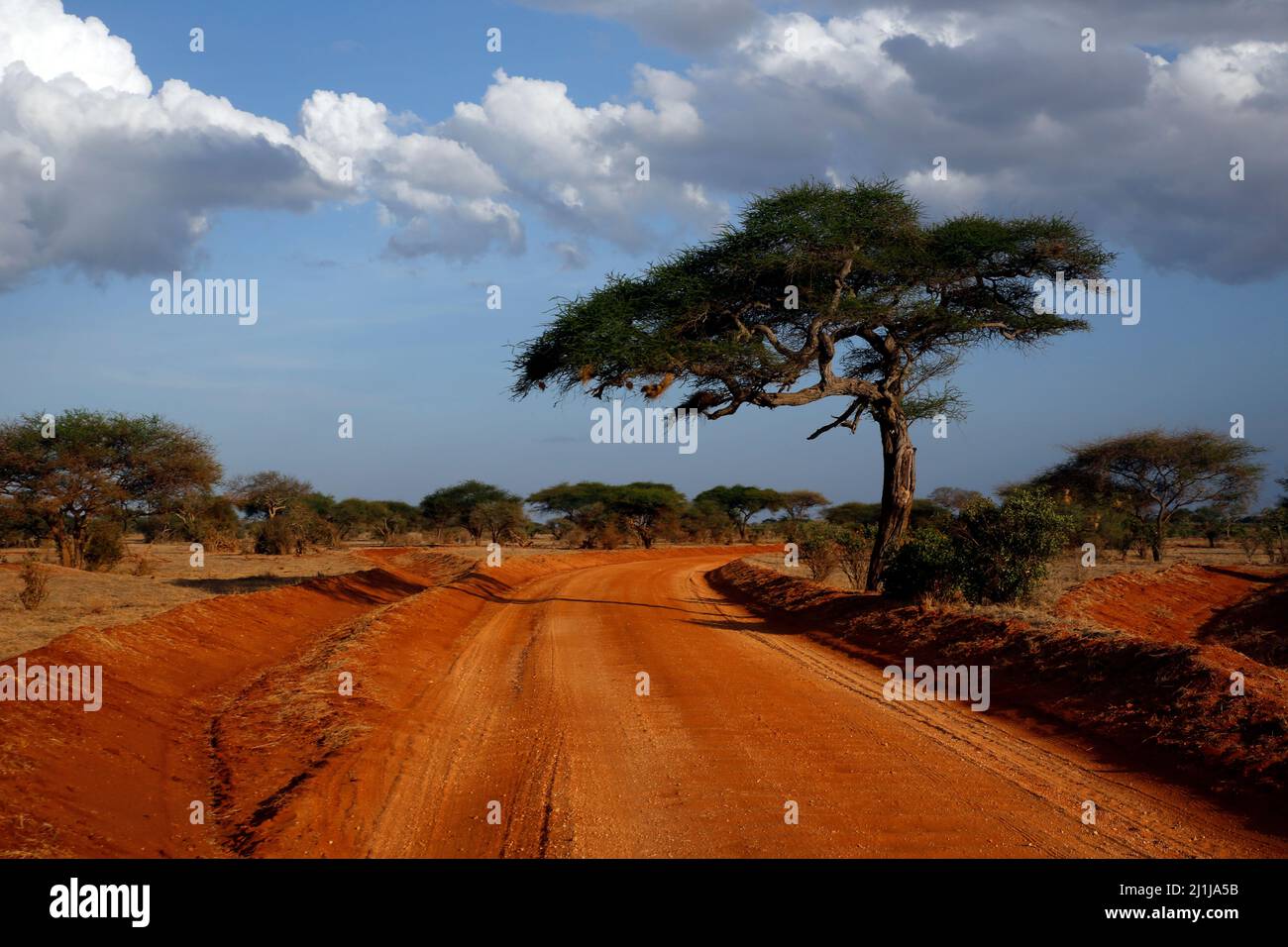 Red Dirt Road in Tsavo East National Park, Kenya Stock Photo