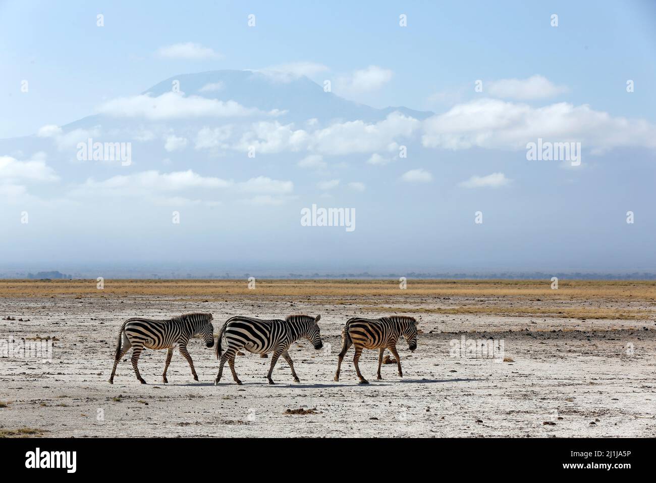 Three Zebras on the Plains beneath Kilimanjaro. Amboseli, Kenya Stock Photo