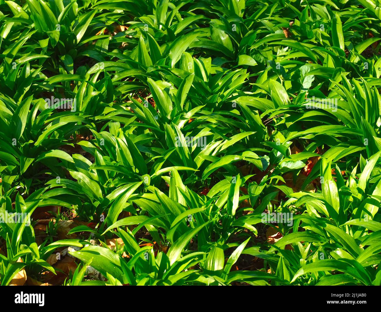 Allium ursinum or wild garlic, edible plants in a forest Stock Photo