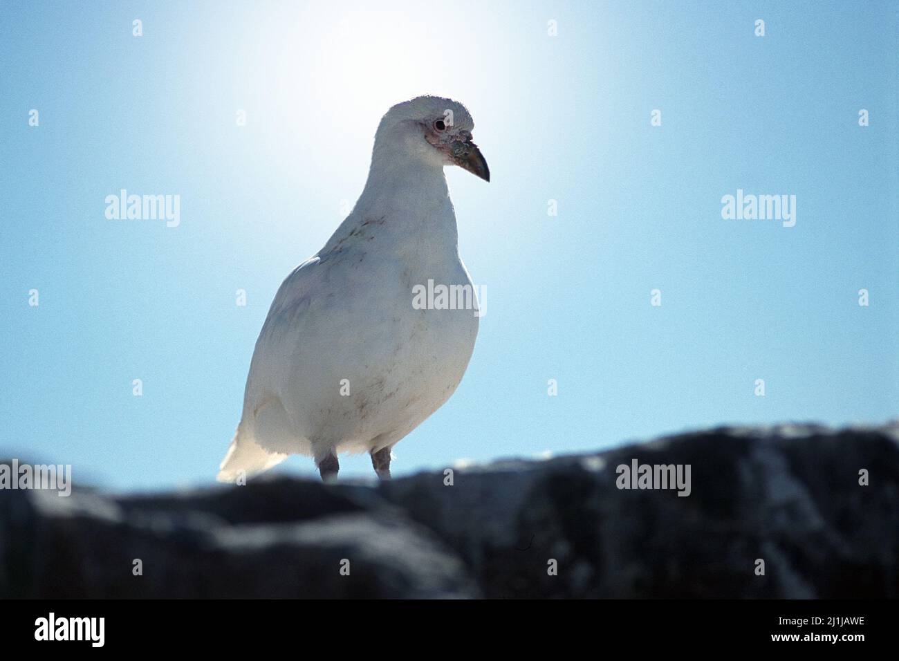 Snowy sheathbill - Chionis alba Stock Photo