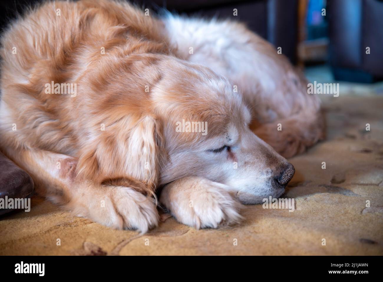 Closeup of sleeping aged golden retriever dog with red and white fur Stock Photo