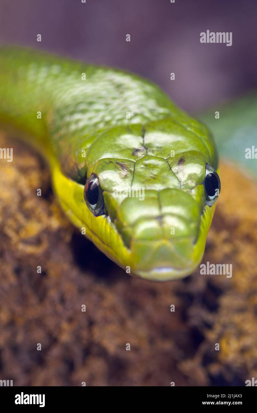 Arboreal ratsnake Gonyosoma oxycephalum Stock Photo Alamy