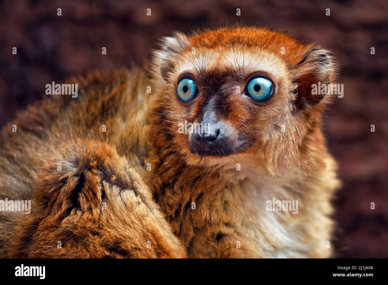 Blue-eyed black lemur (female) - Eulemur flavifrons Stock Photo