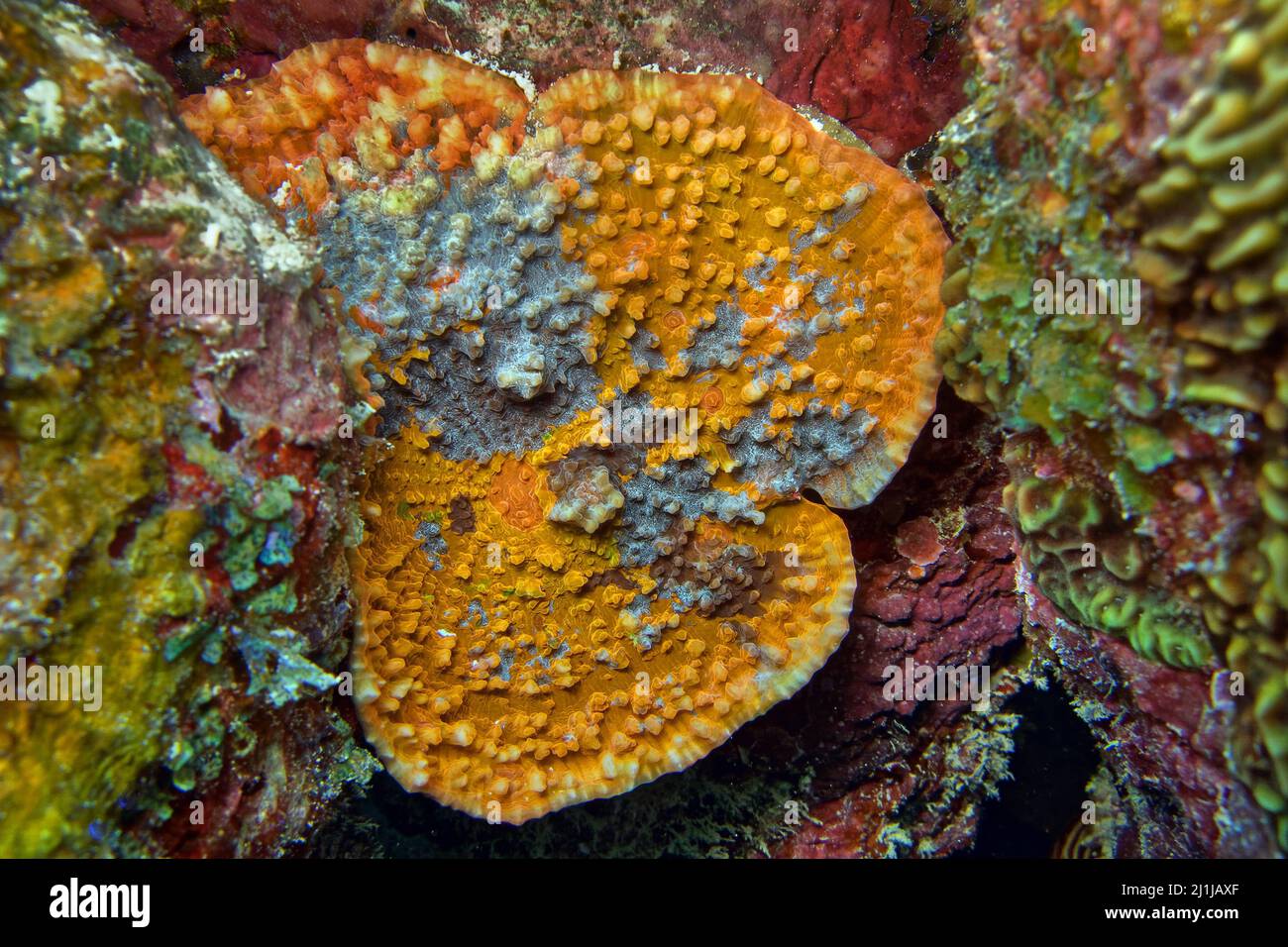 Sick coral - Acropora sp. Stock Photo