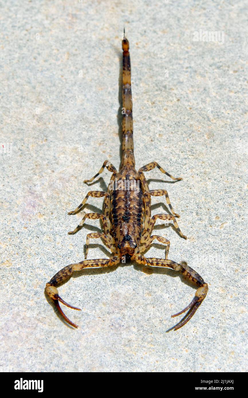 Lesser brown scorpion - Isometrus maculatus Stock Photo